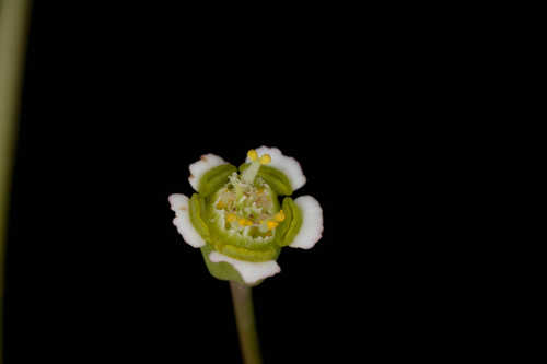 Euphorbia mercurialina #8